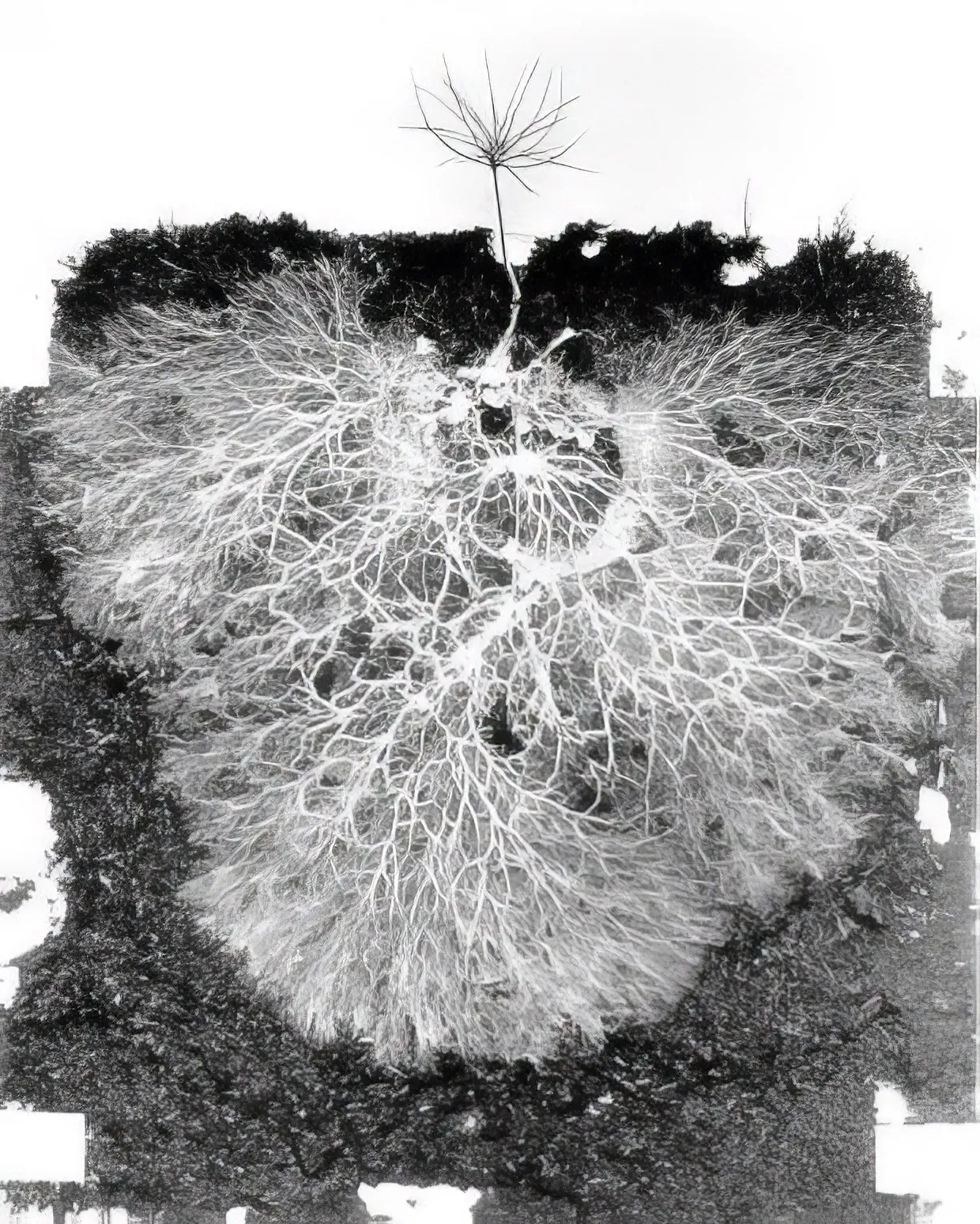 What is the primary function of Mycorrhiza Technical Concentrate in plant root systems?