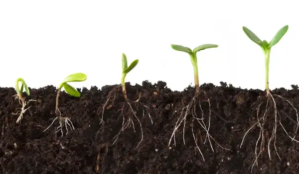 What Crops Can Benefit from Humic Acid Powder?