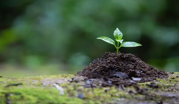 How Quickly Can I Expect to See Results After Using Liquid Seaweed Fertilizer?