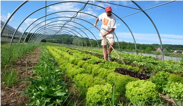 How Does Organic Farming Contribute to Environmental Sustainability?
