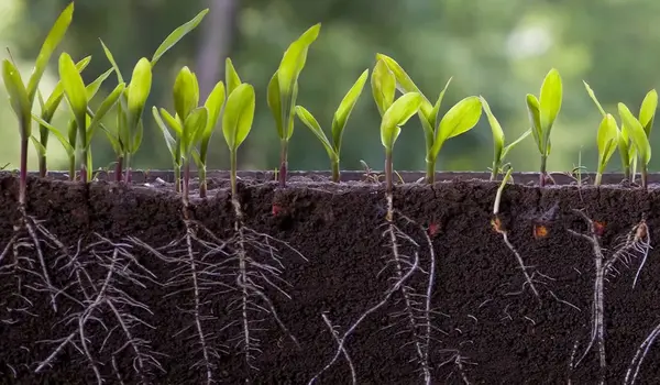 The Role of Humic Acid in Enhancing Nutrient Uptake in Crops