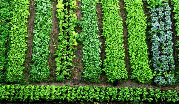 Case Study: How Humic Factory's Solutions Transformed a Farm's Productivity?