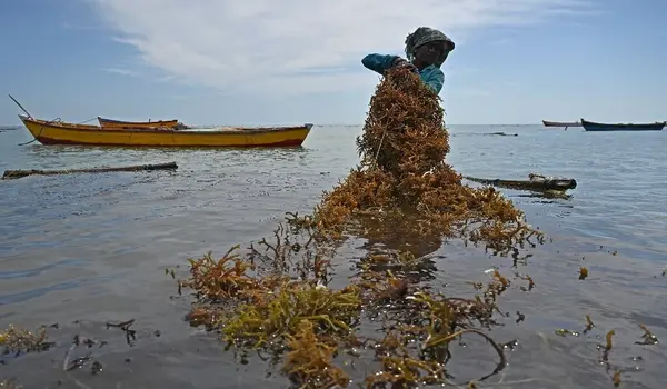 How Can Seaweed Extracts Benefit Crops in Coastal Regions?