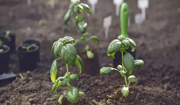 The Impact of Amino Acids on Plant Growth: Insights from Humic Factory