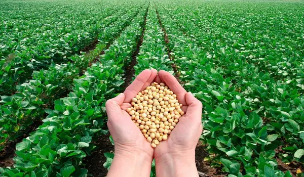 The Importance of Micronutrients in Plant Nutrition: Insights for Farmers