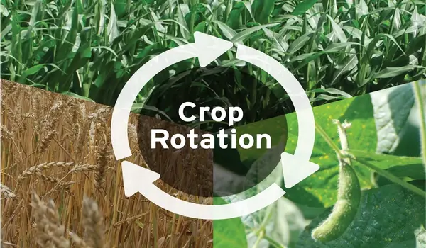 Case Study: Successful Crop Rotations Using Organic Principles