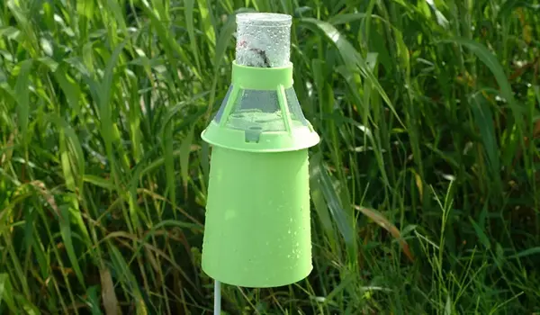 Integrating Integrated Pest Management (IPM) with Organic Farming Practices