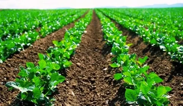 Best Practices for Using Biofertilizers from Humic Factory in Different Crops