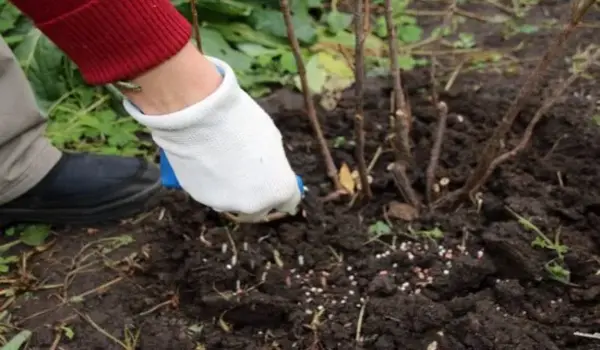 What are the key differences between Humic Factory’s granular and liquid biofertilizers, and how should each be used?