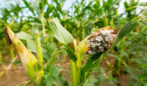 How Can Farmers Detect and Manage Fungal Infections in Crops Early?