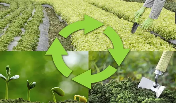 How Can Farmers Use Crop Rotation to Prevent and Manage Plant Diseases Naturally?