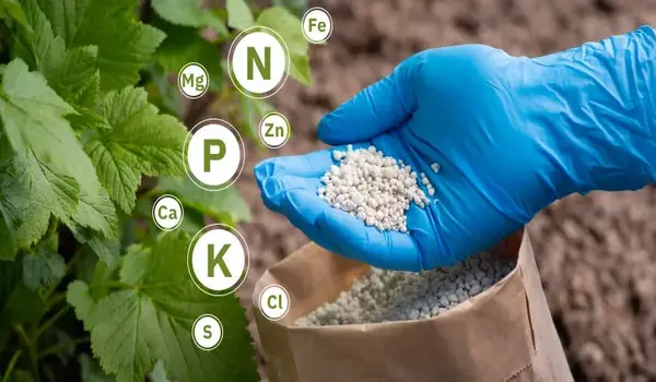 How Do Soil Conditions Influence the Effectiveness of NPK Fertilizers?