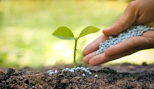 Can NPK Fertilizers Be Used in Combination with Other Biofertilizers for Better Results?
