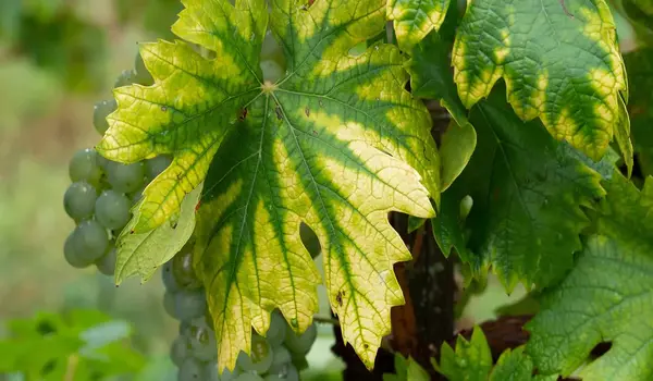 What Are the Signs of NPK Deficiency in Plants?