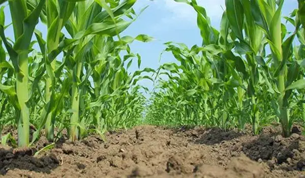 NPK 12-32-16 boost root development and early plant growth