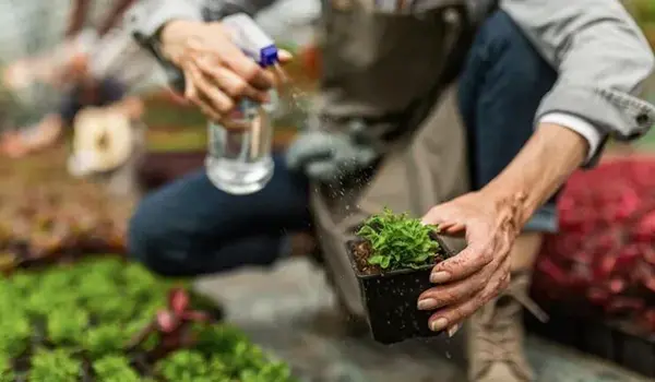 When Should You Switch from DAP Fertilizer to an NPK Ratio for Sustained Plant Nutrition?