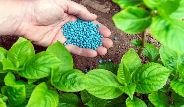 What is the Ideal NPK Ratio for Flowering and Fruiting Plants?