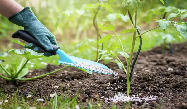 NPK 0-52-34 Improve Phosphorus Levels in Crops