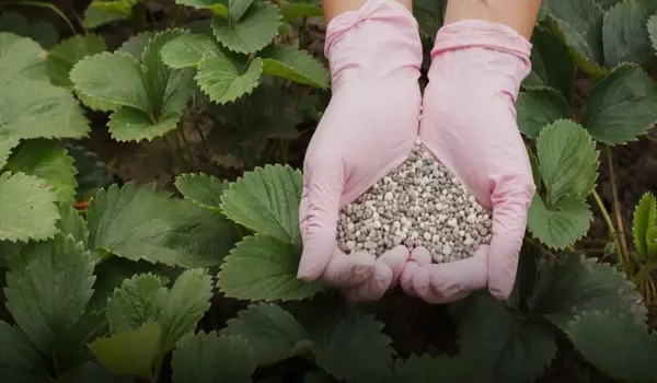 How Does NPK 12-32-16 Enhance Phosphorus Uptake Compared to DAP Fertilizer?