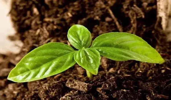 What Crops Benefit Most from Using NPK 0-52-34 During the Flowering Stage?