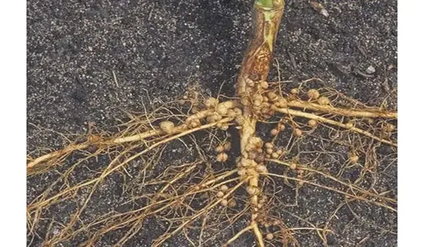 rhizobium
