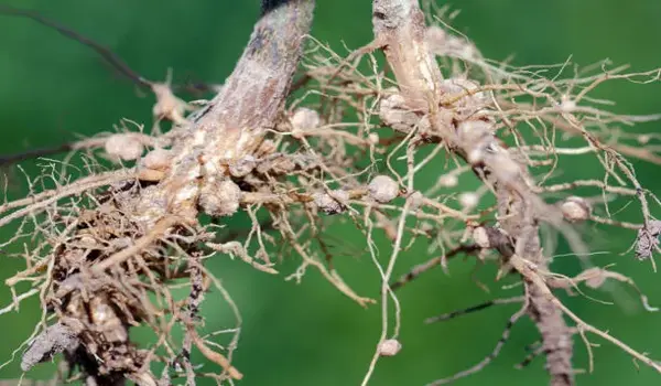 राइजोबियम (Rhizobium) मिट्टी में नाइट्रोजन स्थिरीकरण में कैसे मदद करता है?