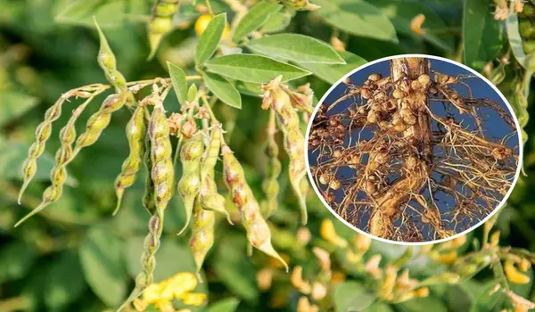 राइजोबियम (Rhizobium) से किन फसलों को लाभ होता है?