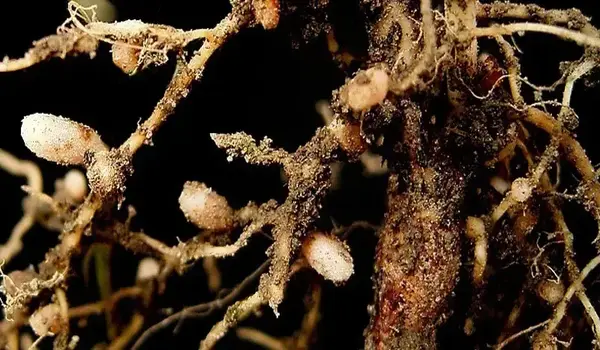 राइजोबियम (Rhizobium) से अधिकतम लाभ कैसे लें?