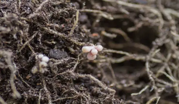 क्या राइजोबियम (Rhizobium) जैविक खेती में उपयोगी है?