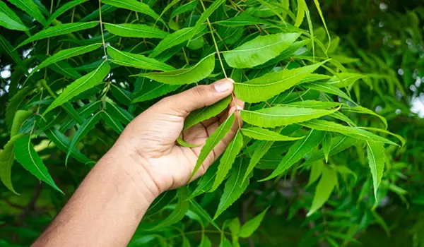 नीम तेल (neem oil) क्या है और यह एक कीटनाशक के रूप में कैसे काम करता है?