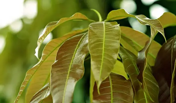 पौधों में माइक्रोन्यूट्रिएंट्स (what are micronutrients for plants) की कमी के लक्षण क्या हैं?