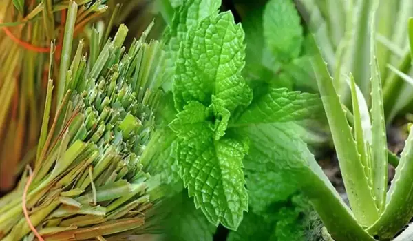 पौधों के लिए बैक्टीरिसाइड (bactericide for plants) का उपयोग क्यों आवश्यक है?