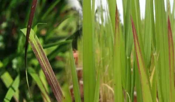 धान में आयरन की कमी (iron deficiency in paddy) के लक्षण क्या होते हैं?