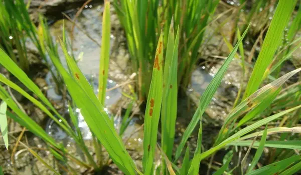 धान में जिंक की कमी (zinc deficiency in paddy) के लक्षण क्या होते हैं और इसे कैसे पहचाने?