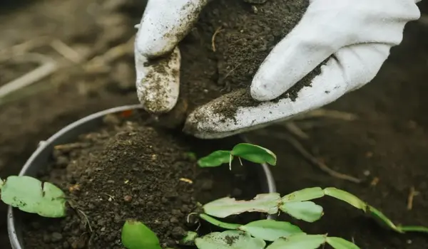(00 52 34 fertilizer) के उपयोग से उच्च गुणवत्ता वाली फसलें प्राप्त करें