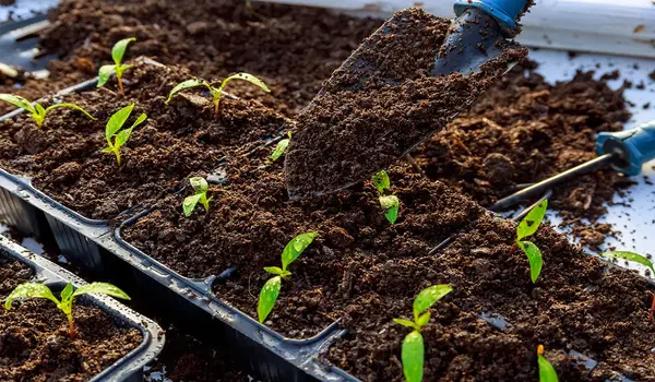 (19.19 19) उर्वरक के साथ उगाएं स्वस्थ और उत्पादक फसलें