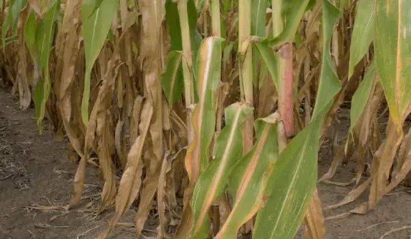 impact of fertilizer deficiency symptoms on crop yield and quality