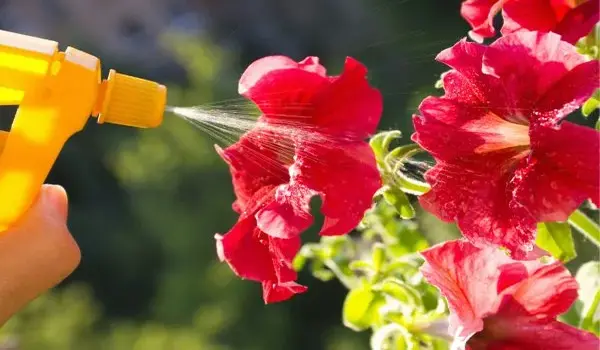 Water Soluble Fertilizers: The Key to Easy, Healthy Plant Growth