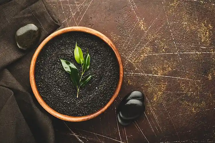 Top seaweed fertilizer benefits