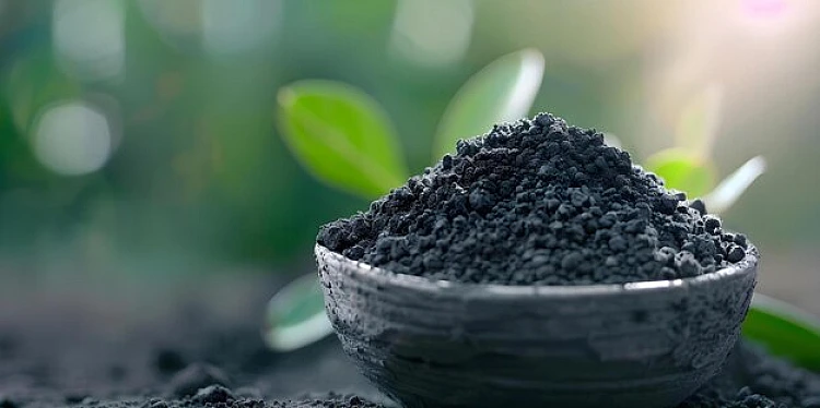 Seaweed Fertilizer Benefits for Organic Farming