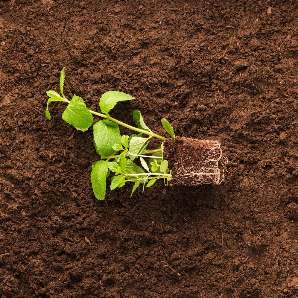 NPK 12-32-16 fertilizer is the preferred choice for many farmers