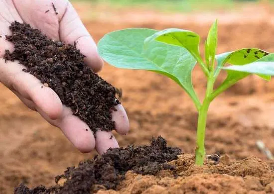 zinc sulphate fertilizer as a solution to combat these deficiencies, ensuring healthy plants and maximum yield