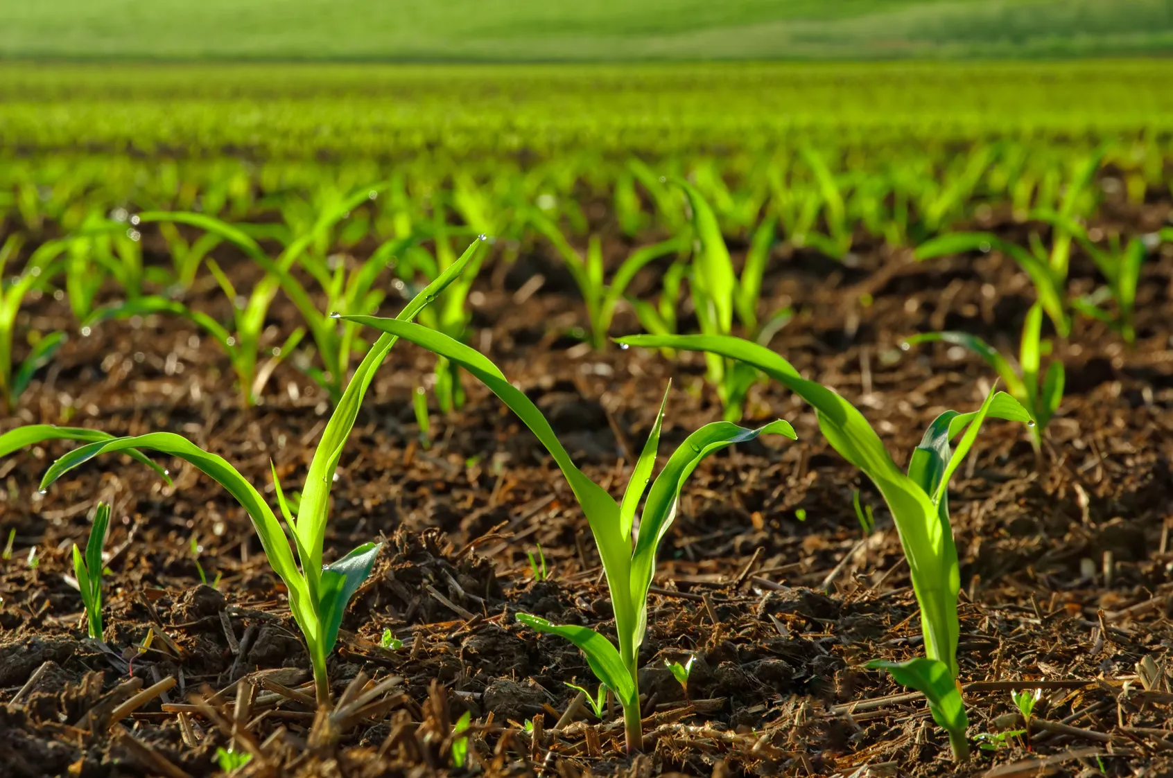 Unlock the Power of Humic Acid for Potted Plants: Boost Growth and Health