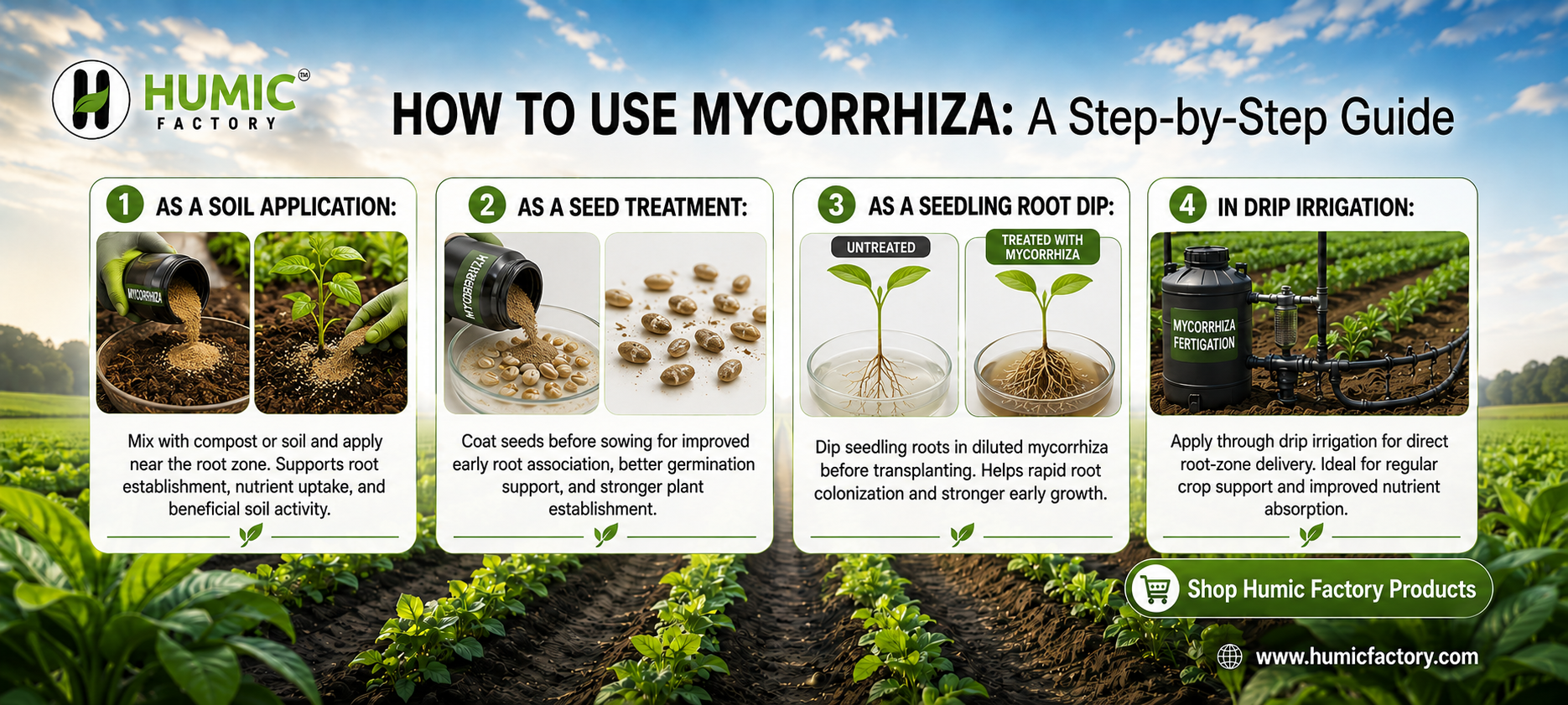 Mycorrhiza